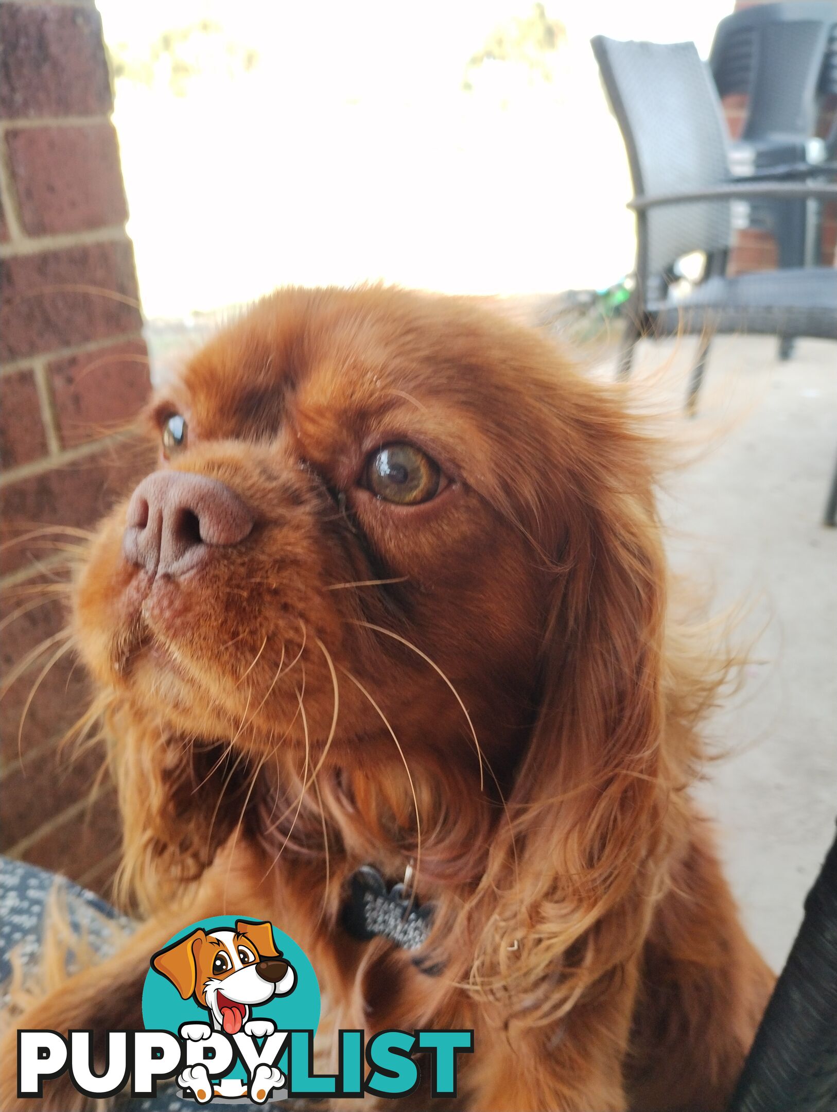 Stunning Cavalier King Charles Spaniel &amp;amp; Poodle STUD SERVICE