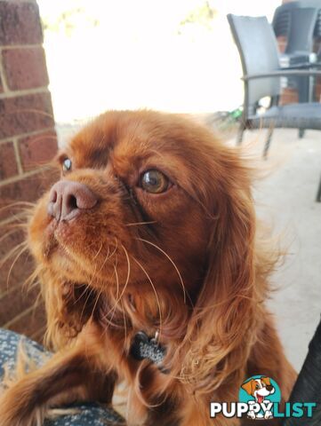 Stunning Cavalier King Charles Spaniel &amp;amp; Poodle STUD SERVICE