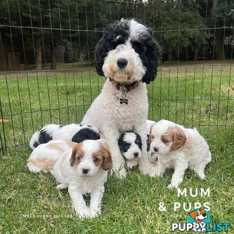 Stunning Cavalier King Charles Spaniel &amp;amp; Poodle STUD SERVICE