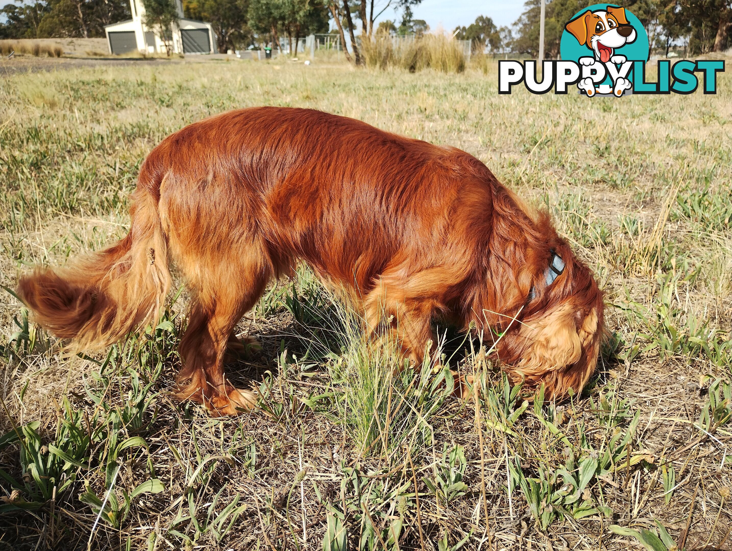 Stunning Cavalier King Charles Spaniel &amp;amp; Poodle STUD SERVICE