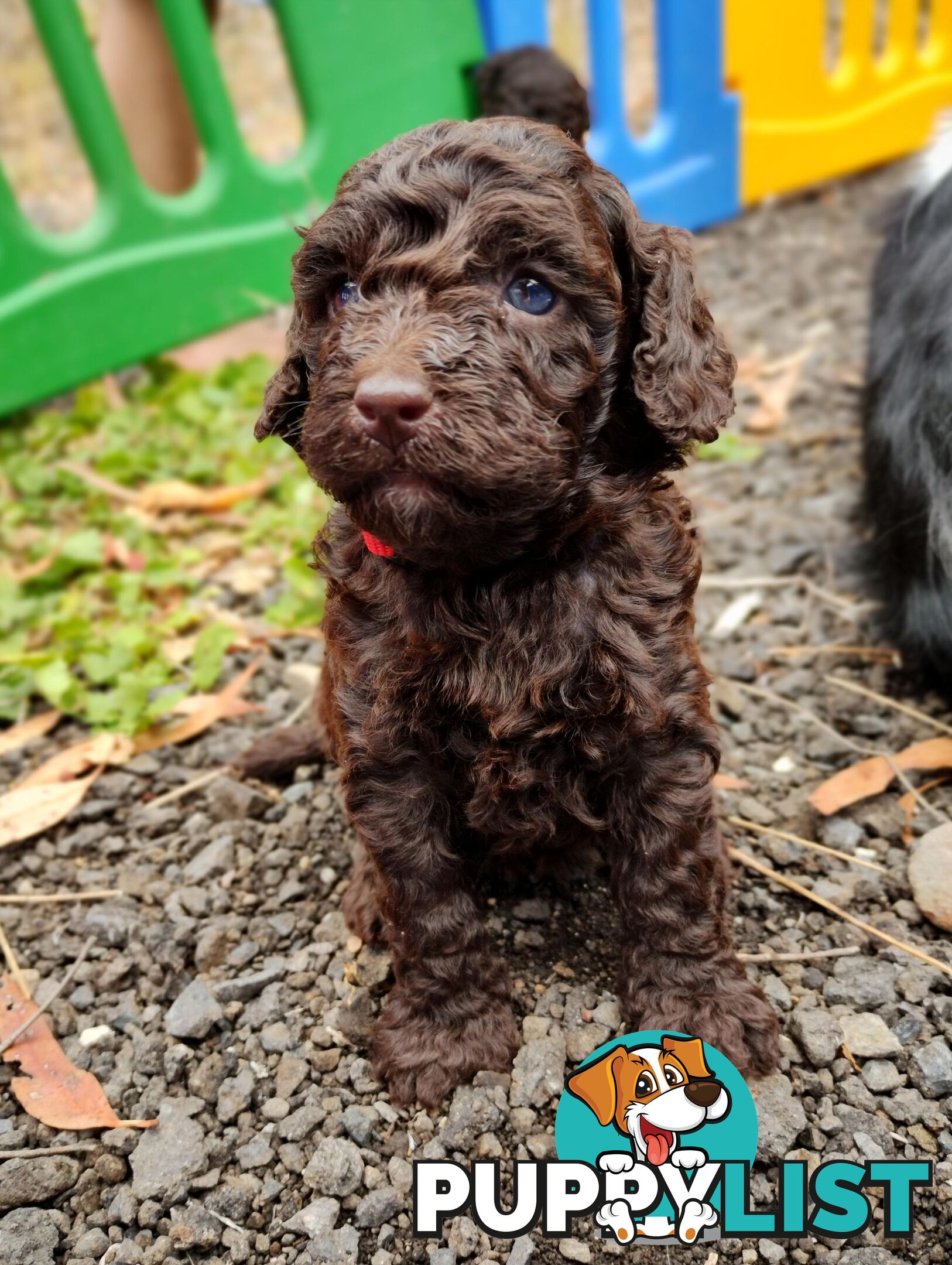 Stunning Cavalier King Charles Spaniel &amp;amp; Poodle STUD SERVICE