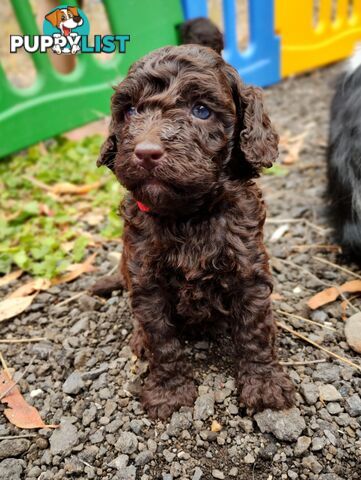 Stunning Cavalier King Charles Spaniel &amp;amp; Poodle STUD SERVICE