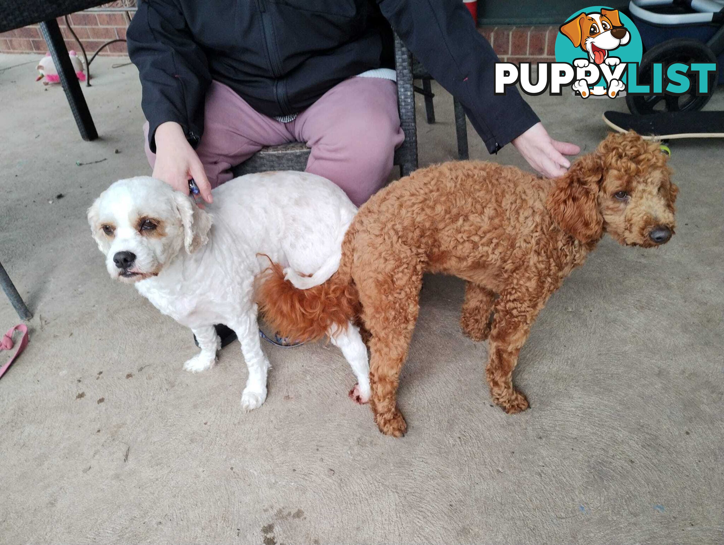 Stunning Cavalier King Charles Spaniel &amp;amp; Poodle STUD SERVICE