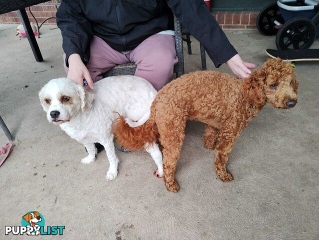 Stunning Cavalier King Charles Spaniel &amp;amp; Poodle STUD SERVICE