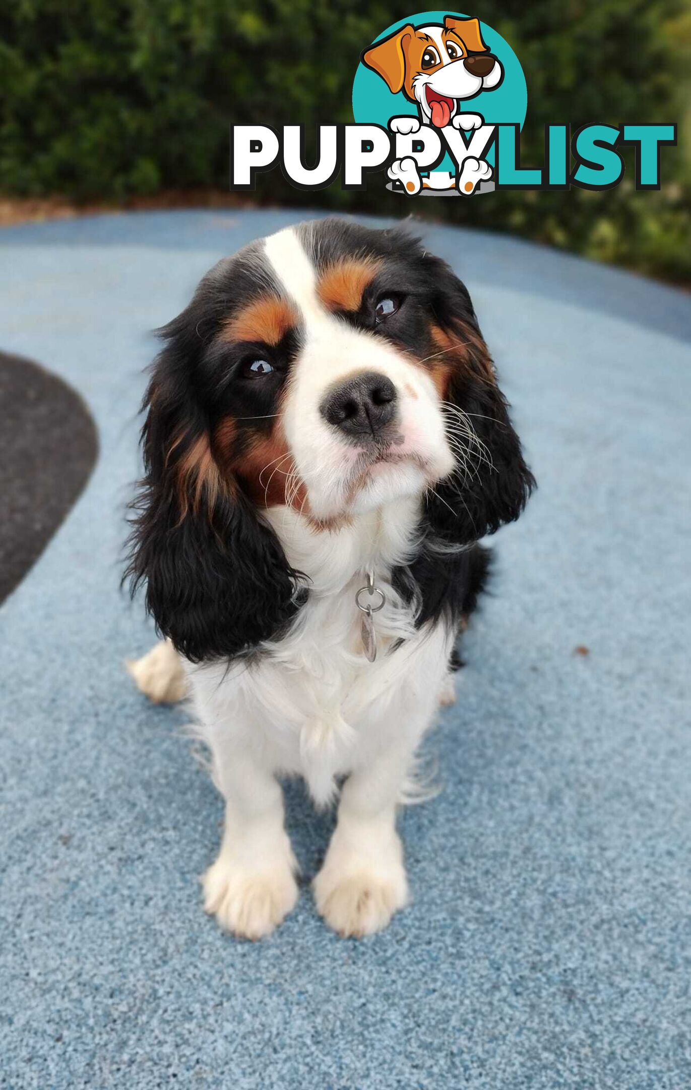 Stunning Cavalier King Charles Spaniel &amp;amp; Poodle STUD SERVICE