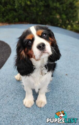 Stunning Cavalier King Charles Spaniel &amp;amp; Poodle STUD SERVICE