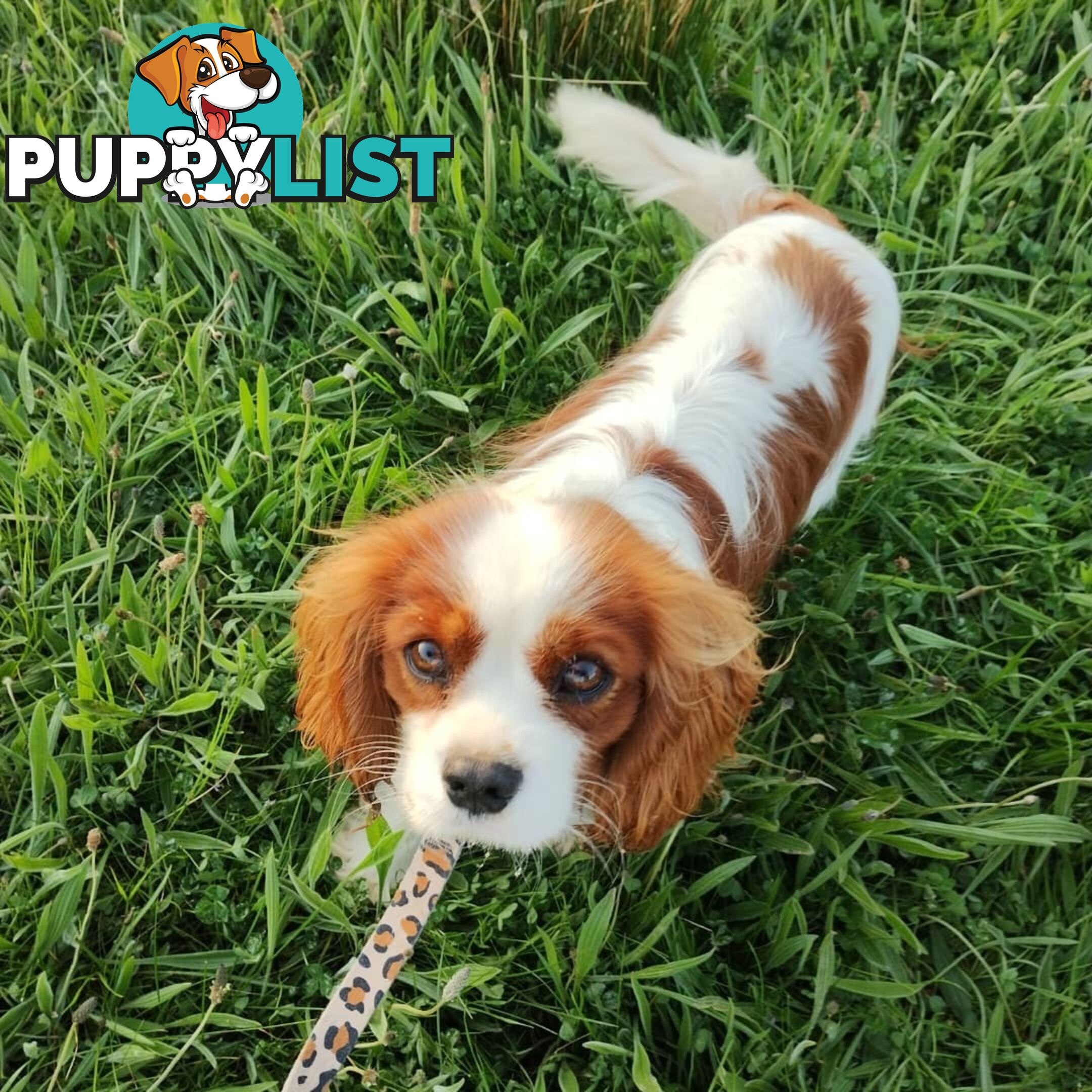 Cavalier King Charles Spaniel STUD SERVICE