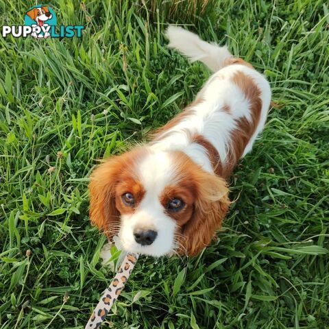 Cavalier King Charles Spaniel STUD SERVICE