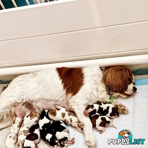 Cavalier King Charles Spaniel STUD SERVICE