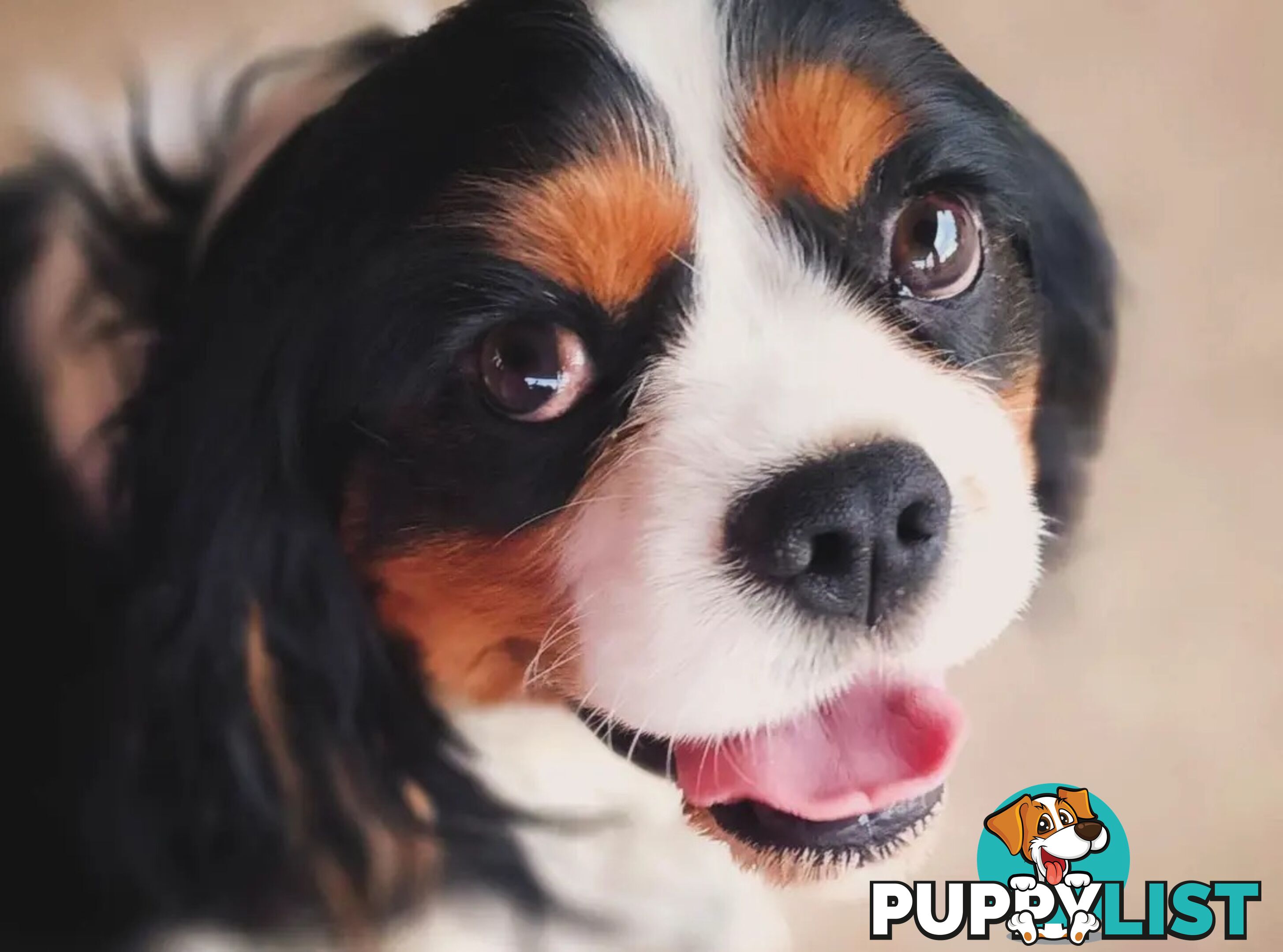 Cavalier King Charles Spaniel STUD SERVICE