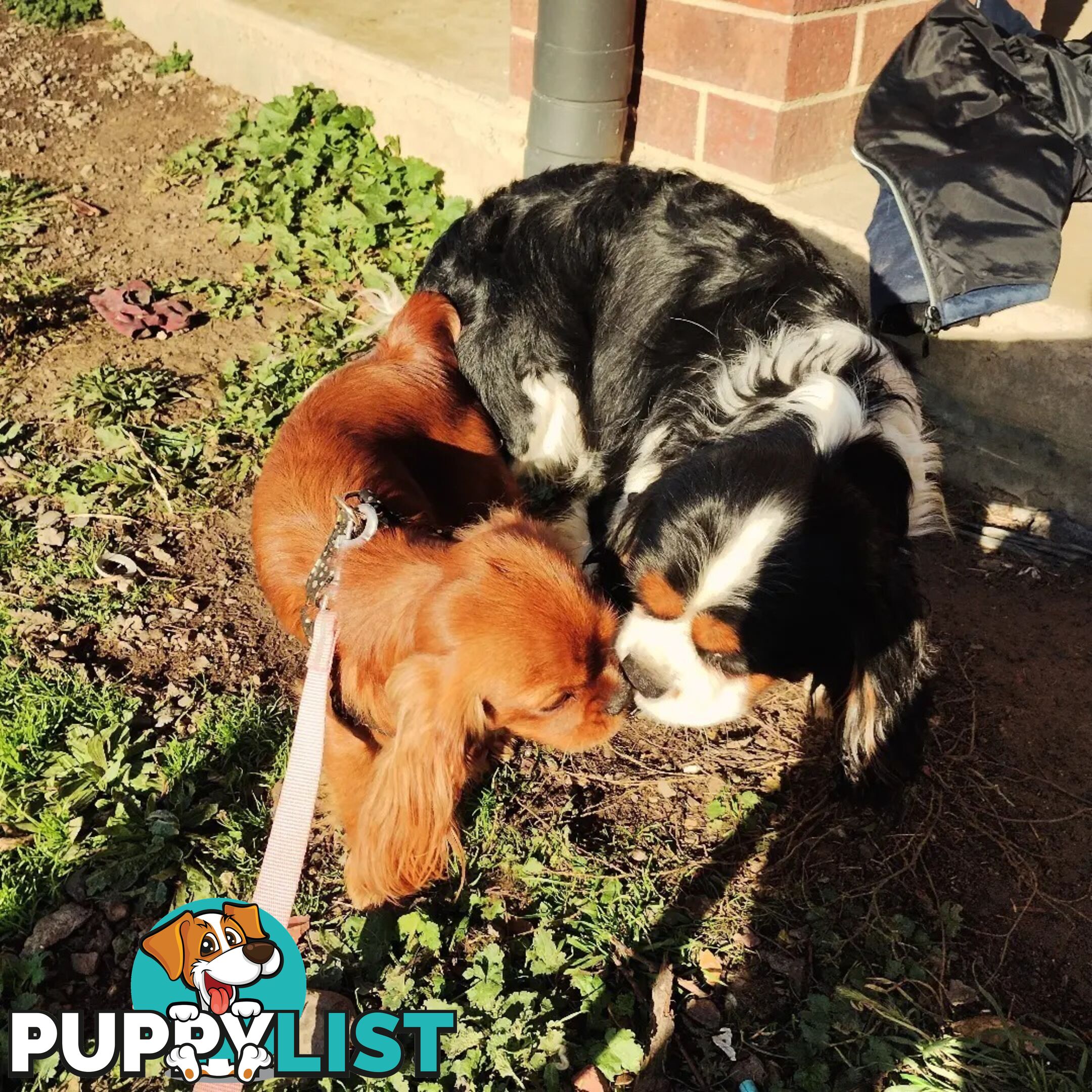 Cavalier King Charles Spaniel STUD SERVICE