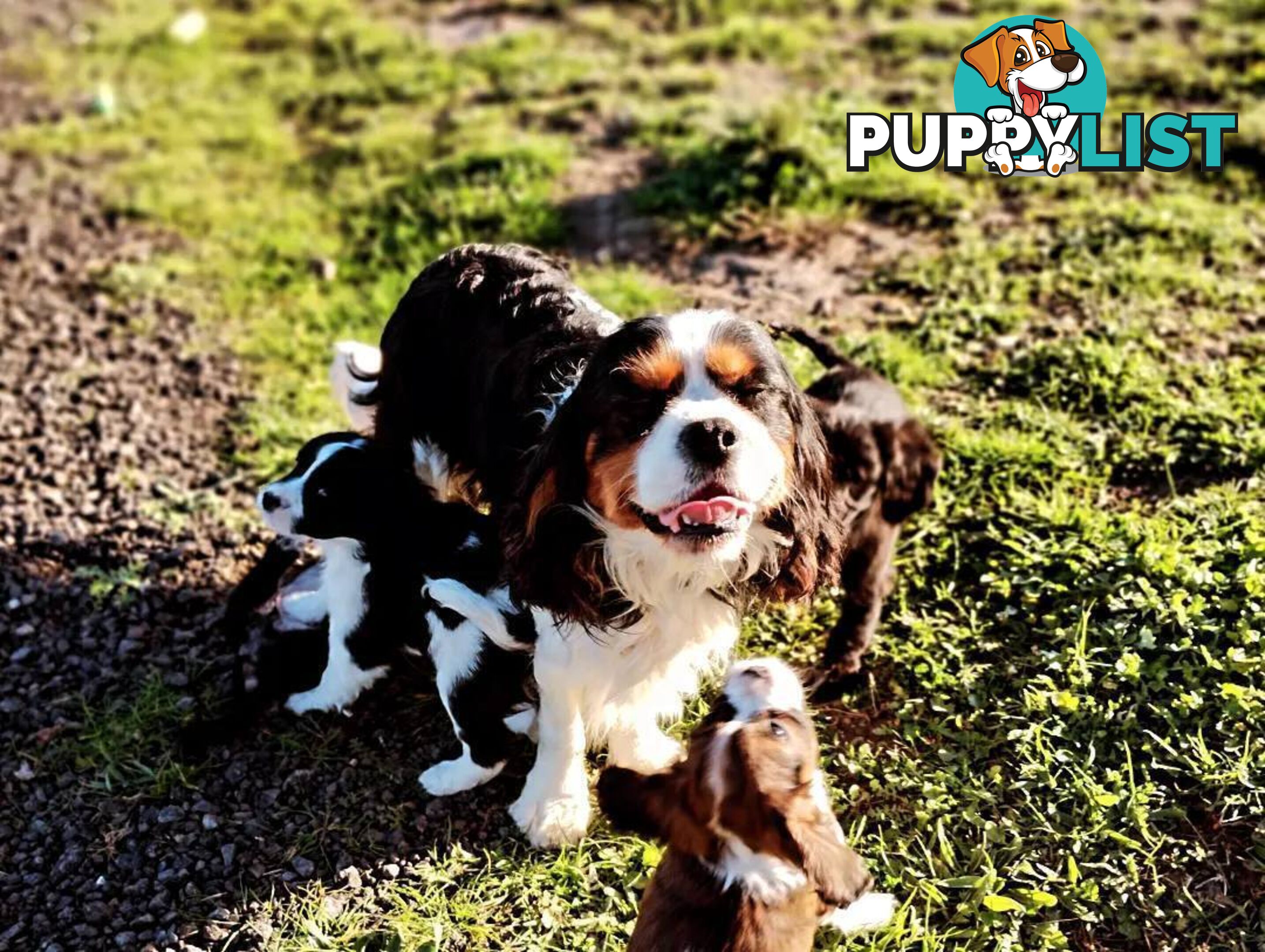 Cavalier King Charles Spaniel STUD SERVICE