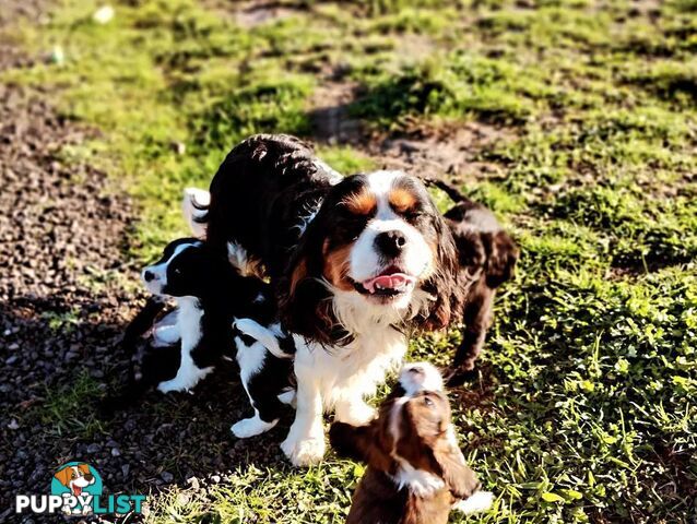 Cavalier King Charles Spaniel STUD SERVICE