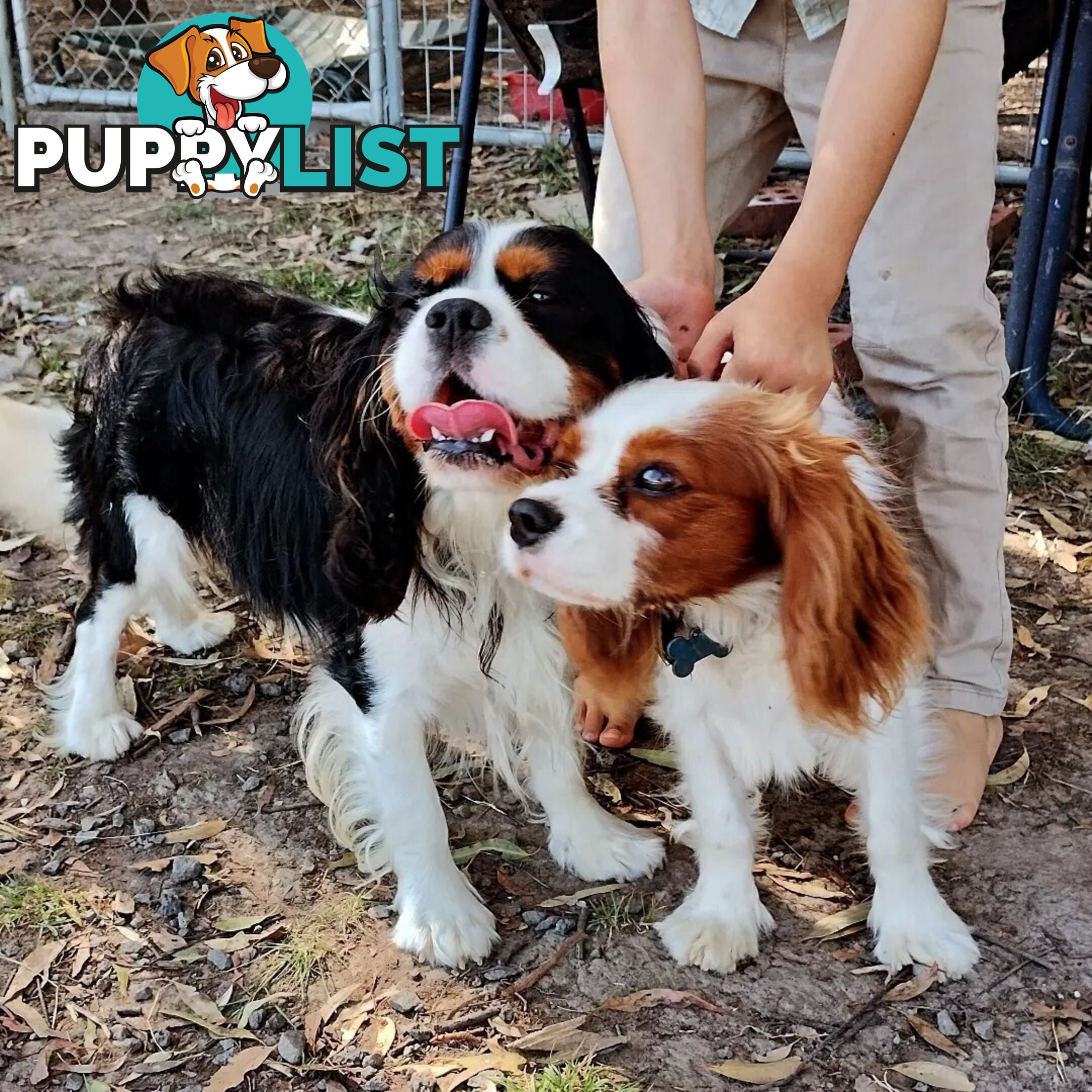 Cavalier King Charles Spaniel STUD SERVICE