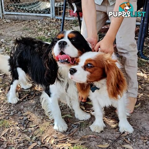 Cavalier King Charles Spaniel STUD SERVICE