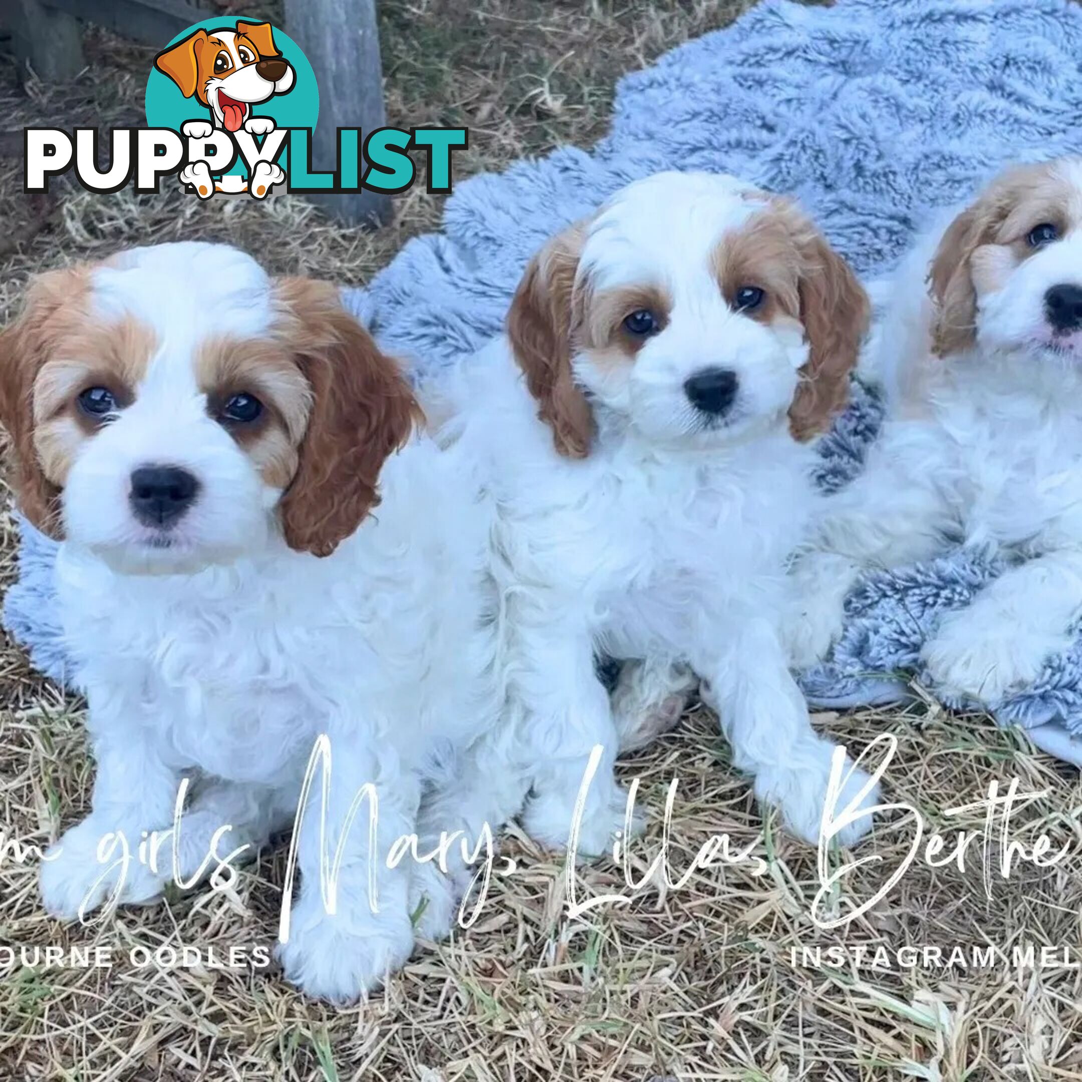 Cavalier King Charles Spaniel STUD SERVICE