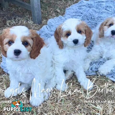 Cavalier King Charles Spaniel STUD SERVICE