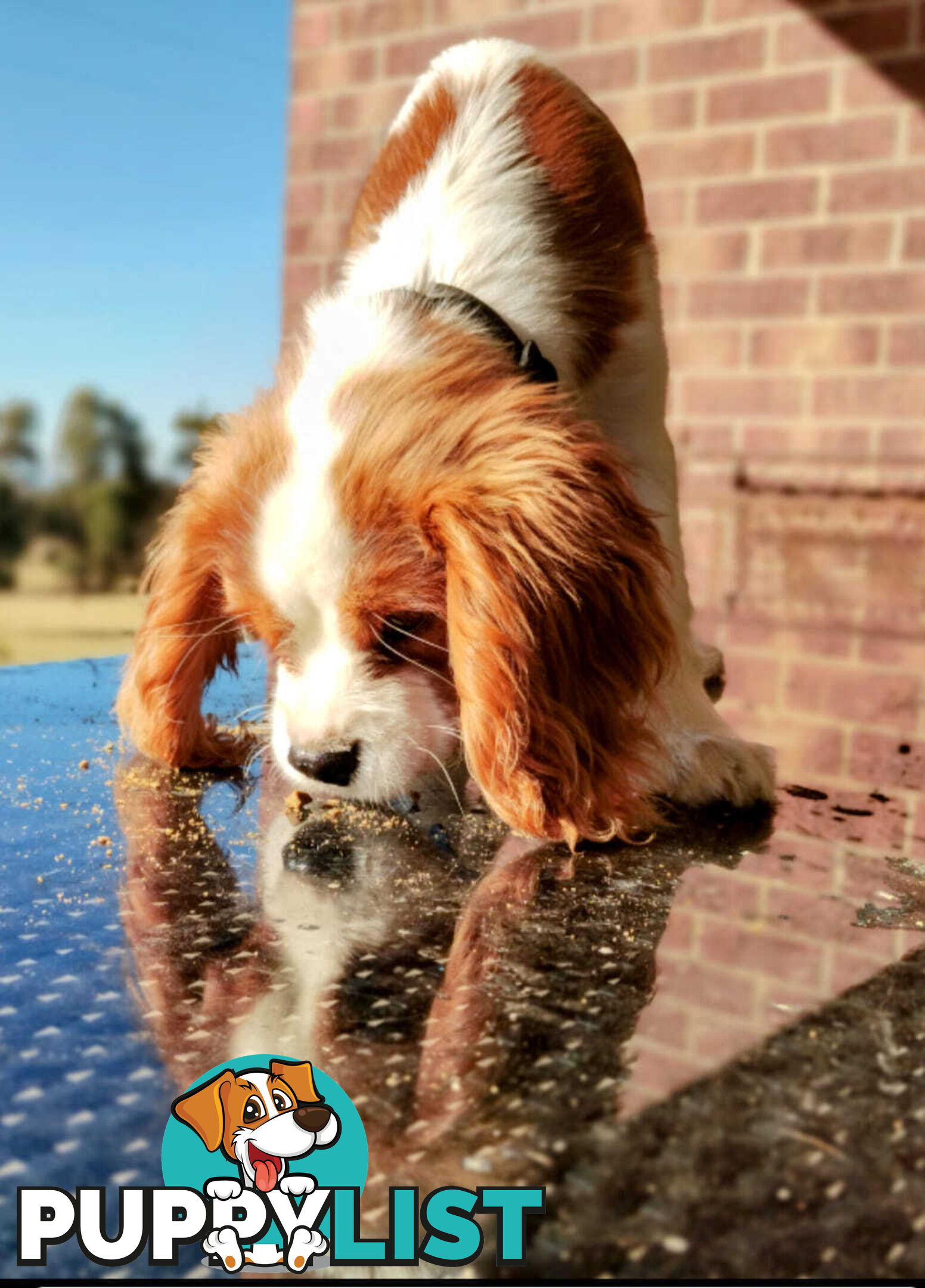 Cavalier King Charles Spaniel STUD SERVICE