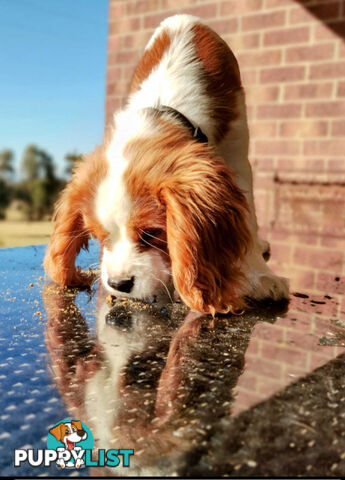 Cavalier King Charles Spaniel STUD SERVICE