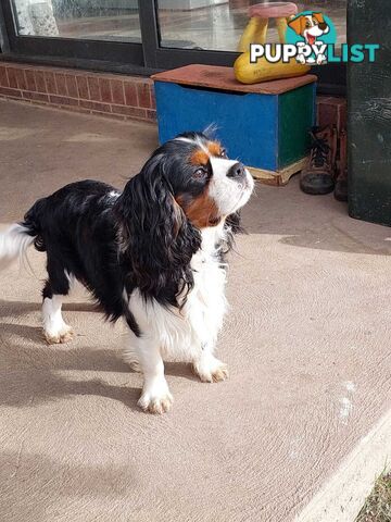 Cavalier King Charles Spaniel STUD SERVICE