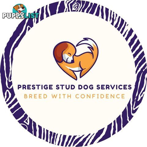 Cavalier King Charles Spaniel STUD SERVICE