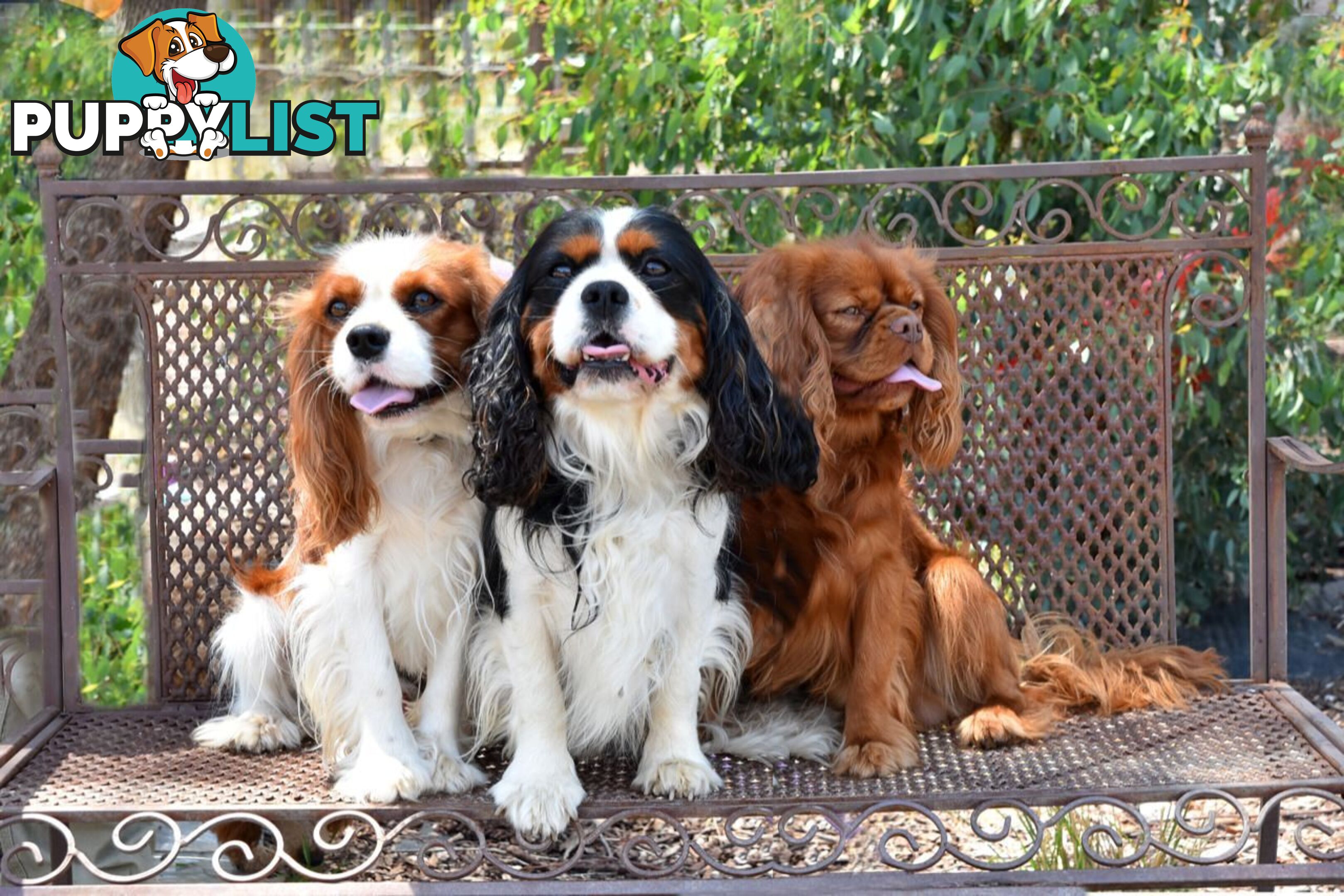 Stunning Cavalier King Charles Spaniel & Poodle PEDIGREE STUD SERVICE