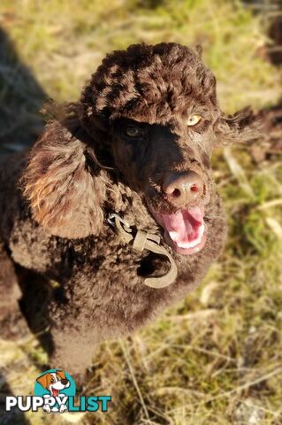 Stunning Cavalier King Charles Spaniel & Poodle PEDIGREE STUD SERVICE