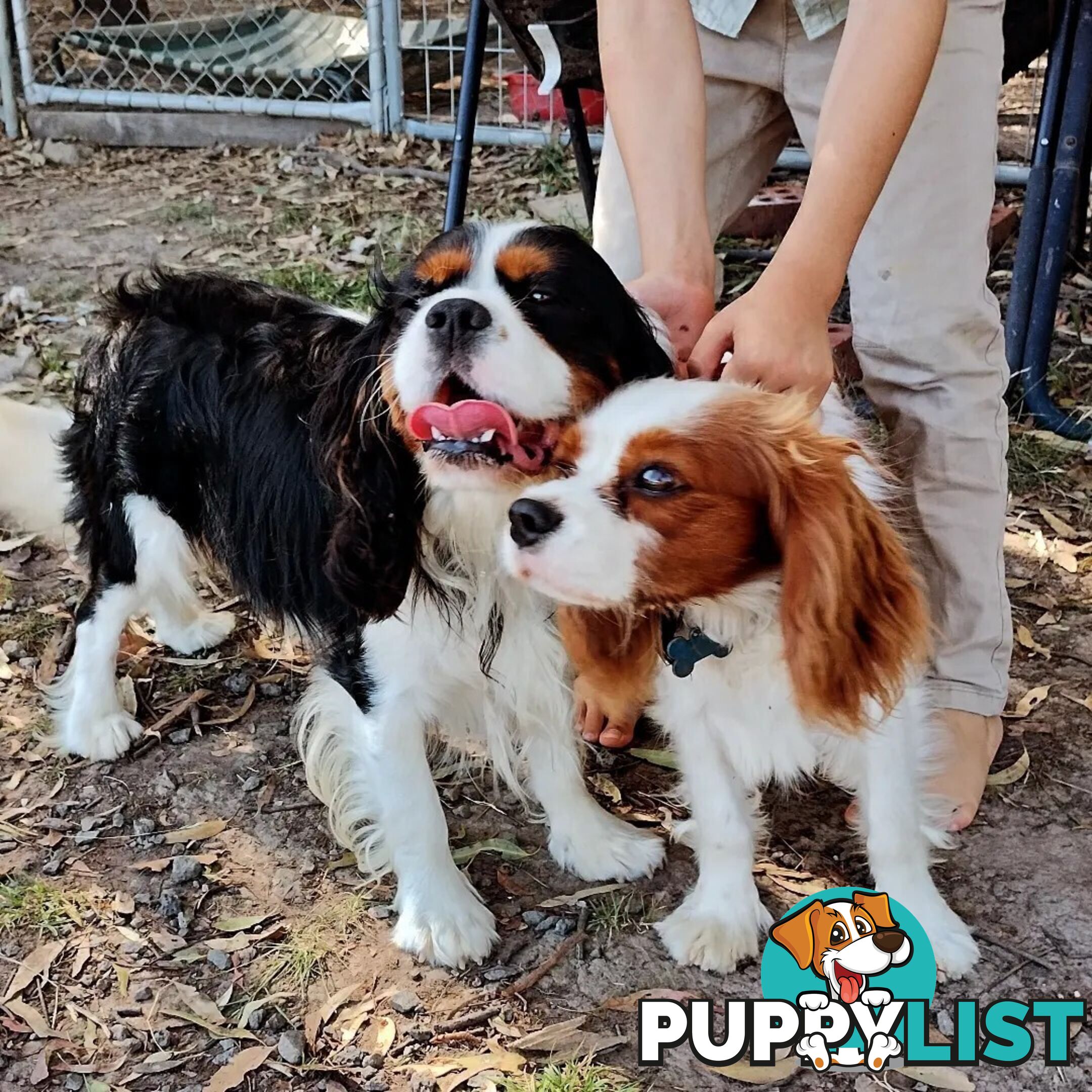 Stunning Cavalier King Charles Spaniel & Poodle PEDIGREE STUD SERVICE