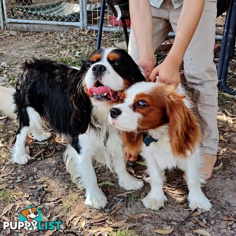 Stunning Cavalier King Charles Spaniel & Poodle PEDIGREE STUD SERVICE