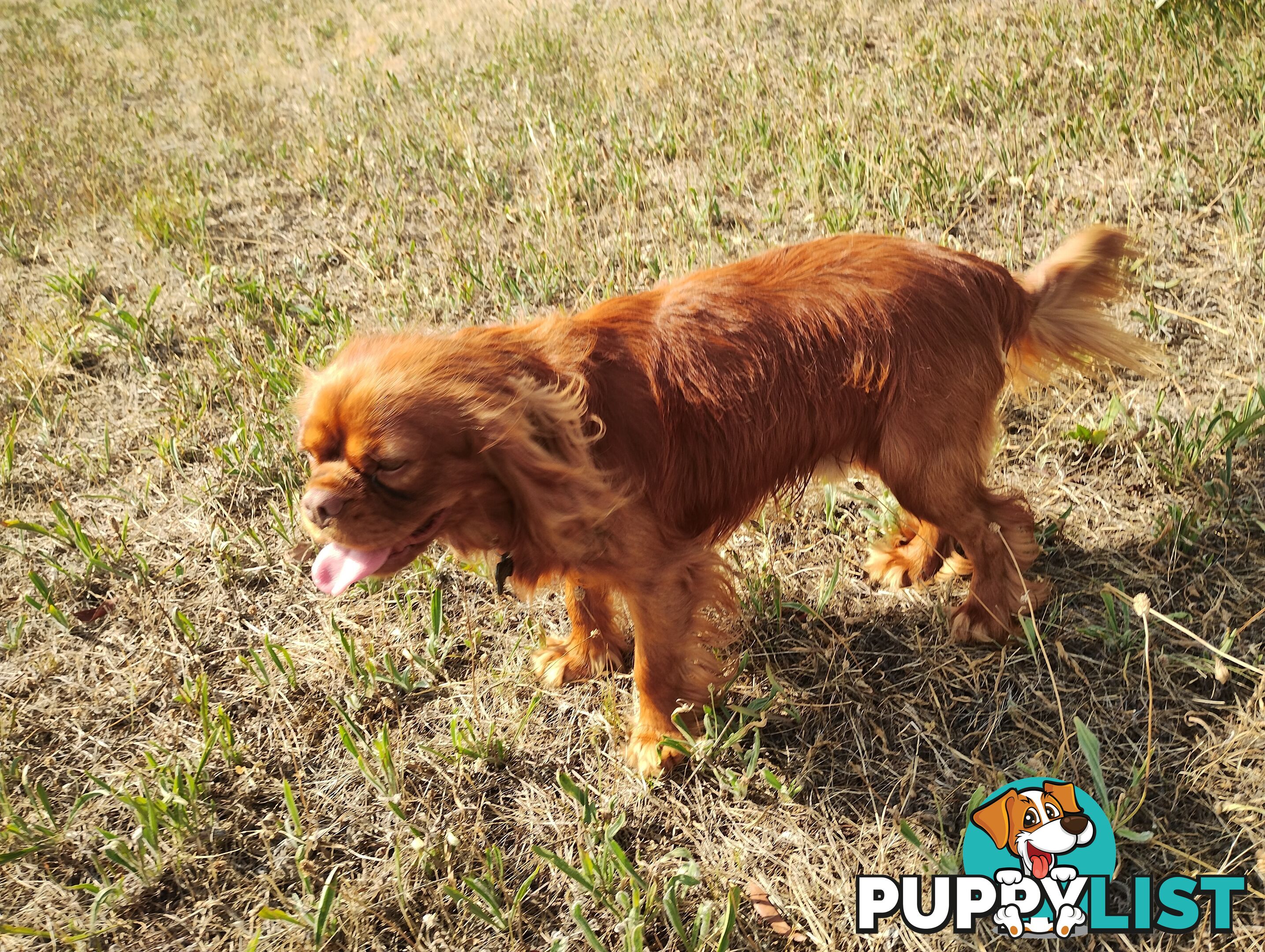 Stunning Cavalier King Charles Spaniel & Poodle PEDIGREE STUD SERVICE