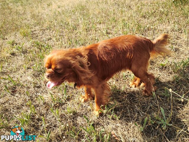 Stunning Cavalier King Charles Spaniel & Poodle PEDIGREE STUD SERVICE