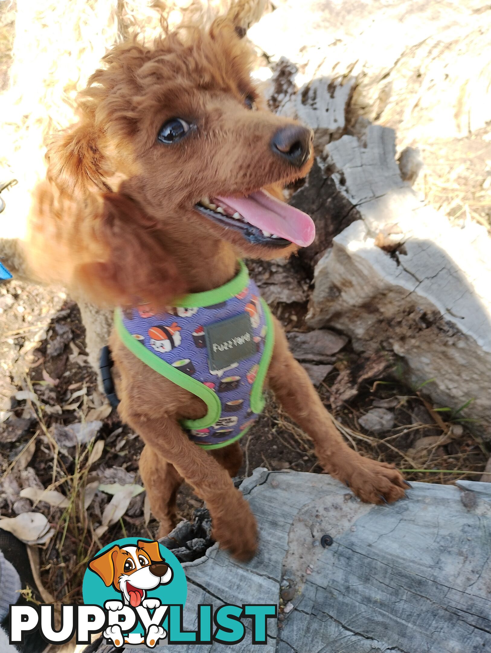 Stunning Cavalier King Charles Spaniel & Poodle PEDIGREE STUD SERVICE
