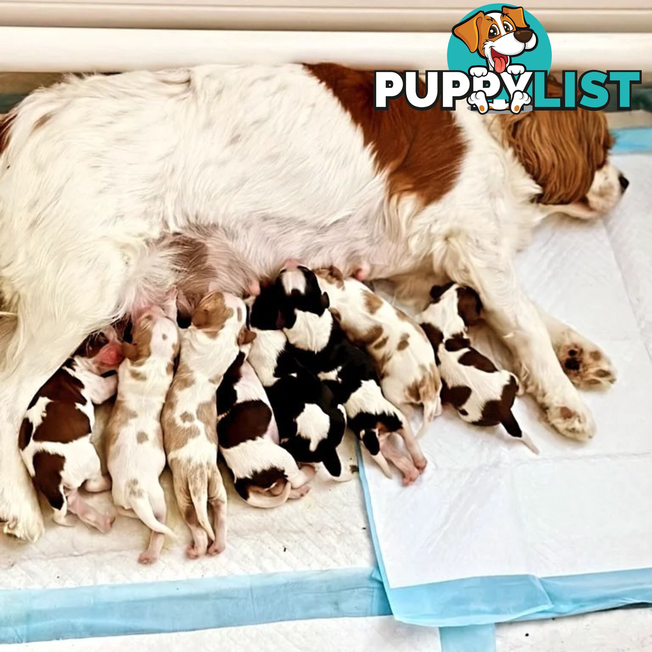 Stunning Cavalier King Charles Spaniel & Poodle PEDIGREE STUD SERVICE