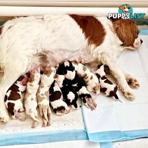 Stunning Cavalier King Charles Spaniel & Poodle PEDIGREE STUD SERVICE