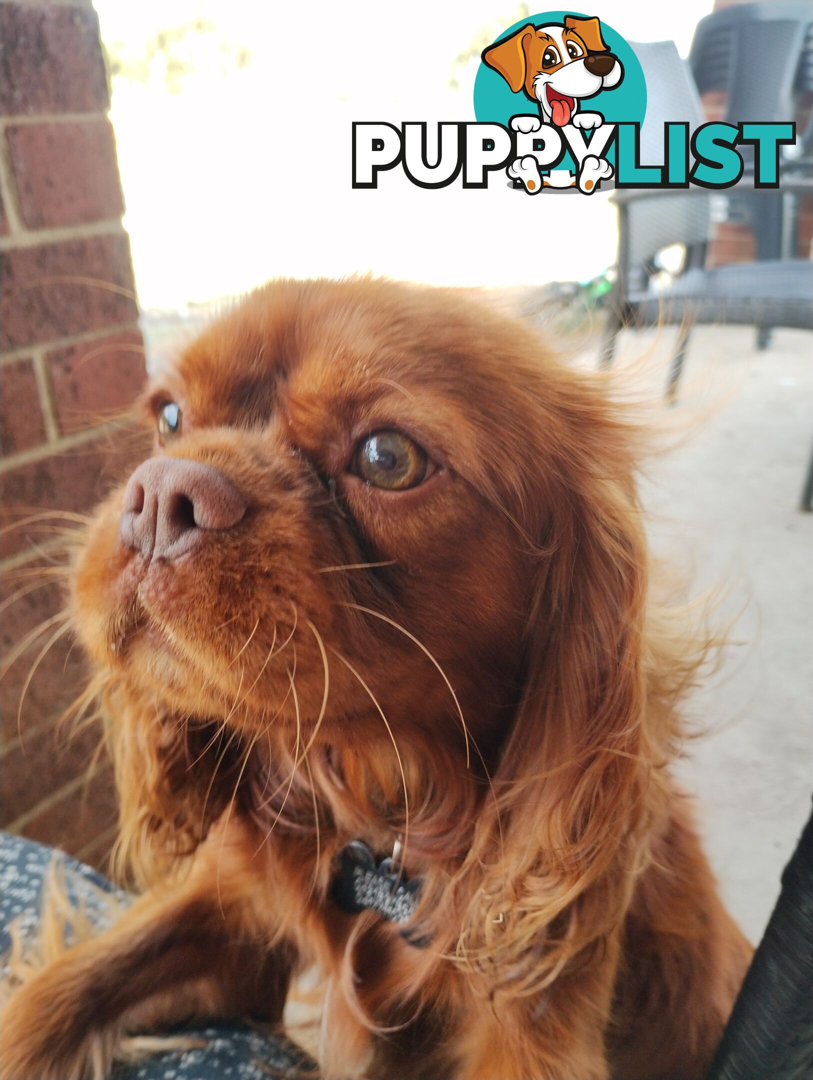 Stunning Cavalier King Charles Spaniel & Poodle PEDIGREE STUD SERVICE