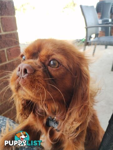 Stunning Cavalier King Charles Spaniel & Poodle PEDIGREE STUD SERVICE