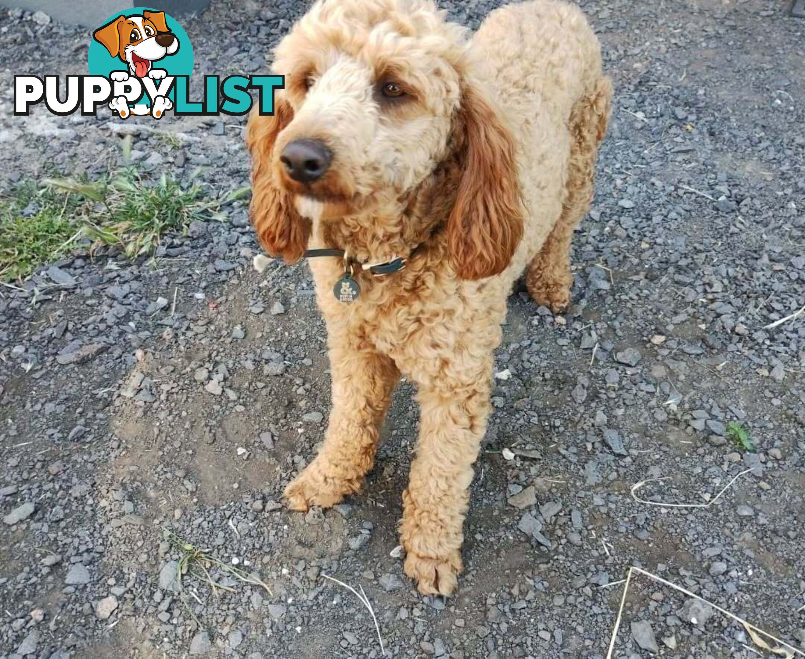 Stunning Cavalier King Charles Spaniel & Poodle PEDIGREE STUD SERVICE