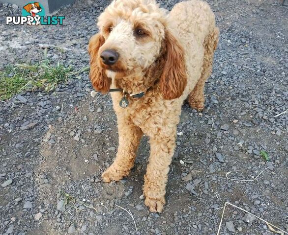 Stunning Cavalier King Charles Spaniel & Poodle PEDIGREE STUD SERVICE