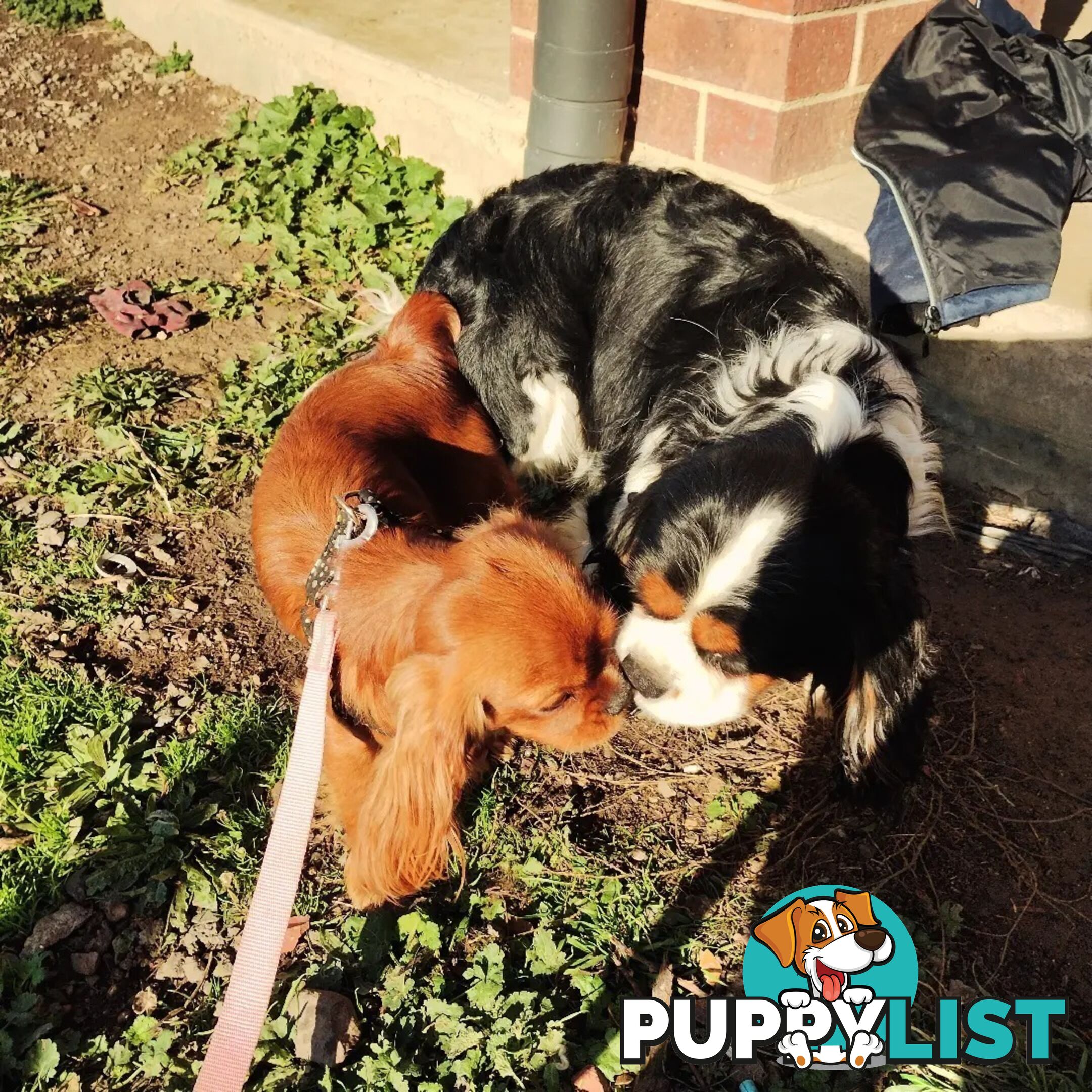 Stunning Cavalier King Charles Spaniel & Poodle PEDIGREE STUD SERVICE