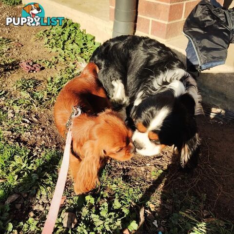 Stunning Cavalier King Charles Spaniel & Poodle PEDIGREE STUD SERVICE