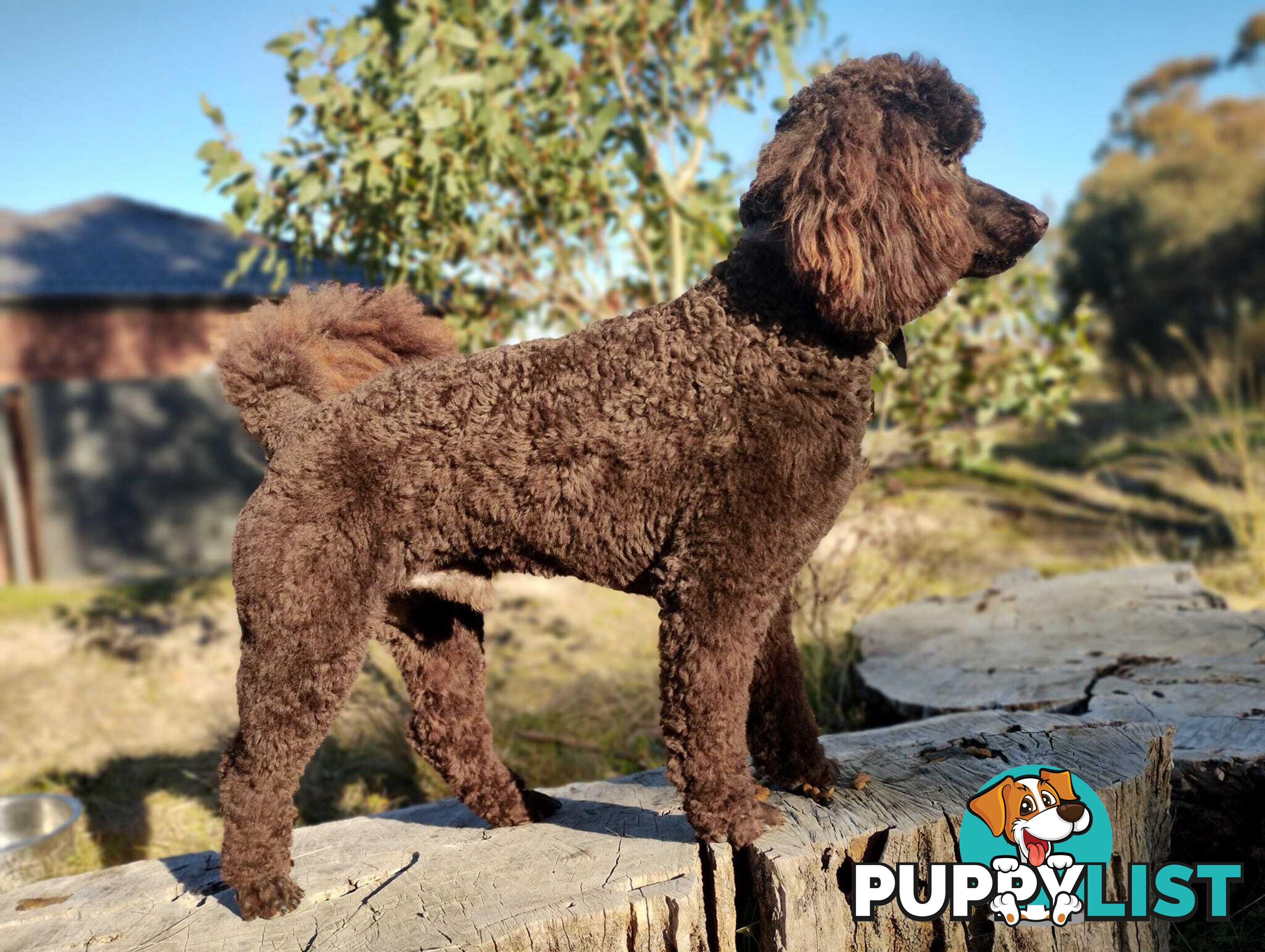 Stunning Cavalier King Charles Spaniel & Poodle PEDIGREE STUD SERVICE