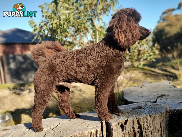 Stunning Cavalier King Charles Spaniel & Poodle PEDIGREE STUD SERVICE