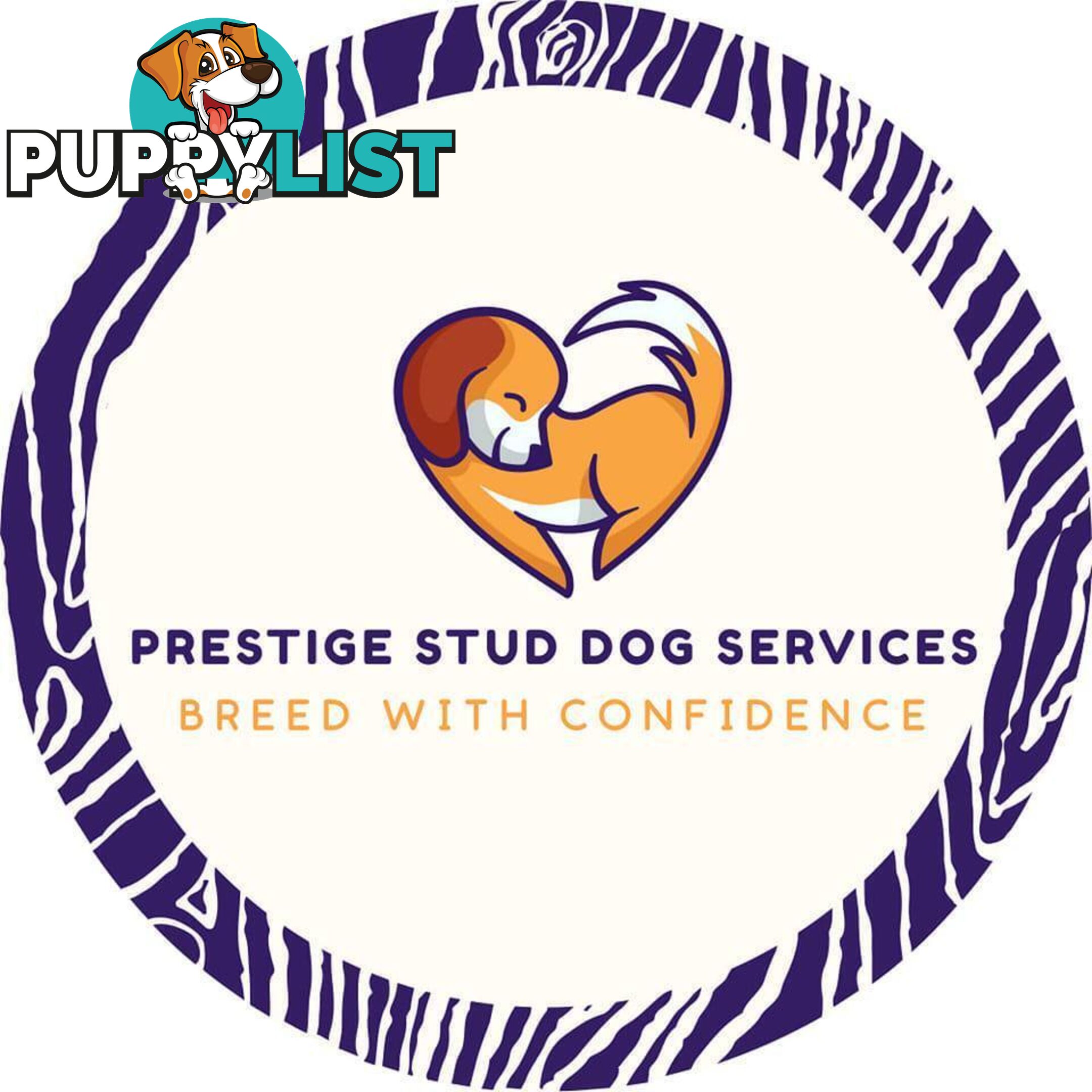 Stunning Cavalier King Charles Spaniel & Poodle PEDIGREE STUD SERVICE