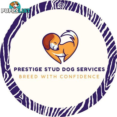 Stunning Cavalier King Charles Spaniel & Poodle PEDIGREE STUD SERVICE