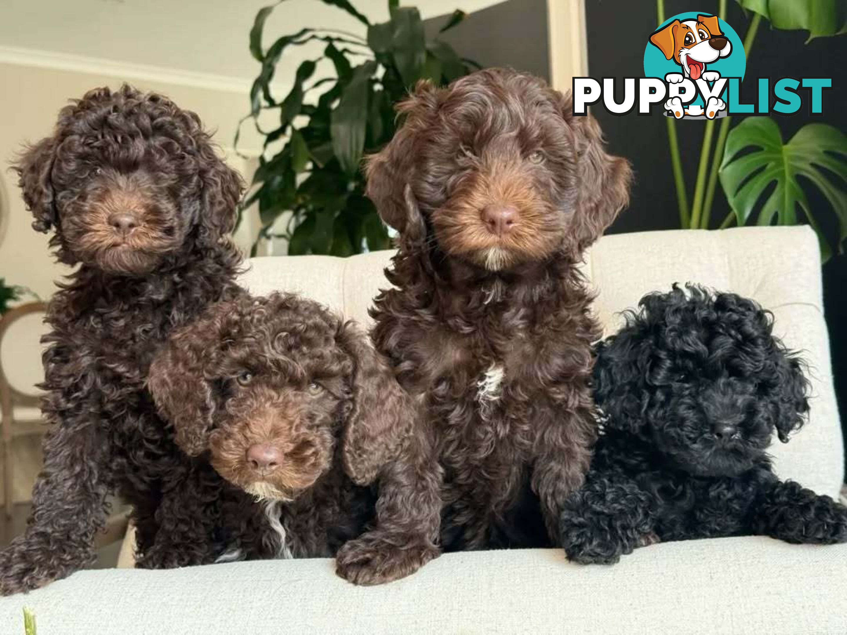 Stunning Cavalier King Charles Spaniel & Poodle PEDIGREE STUD SERVICE