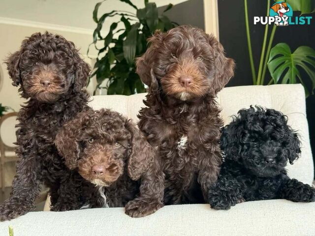 Stunning Cavalier King Charles Spaniel & Poodle PEDIGREE STUD SERVICE