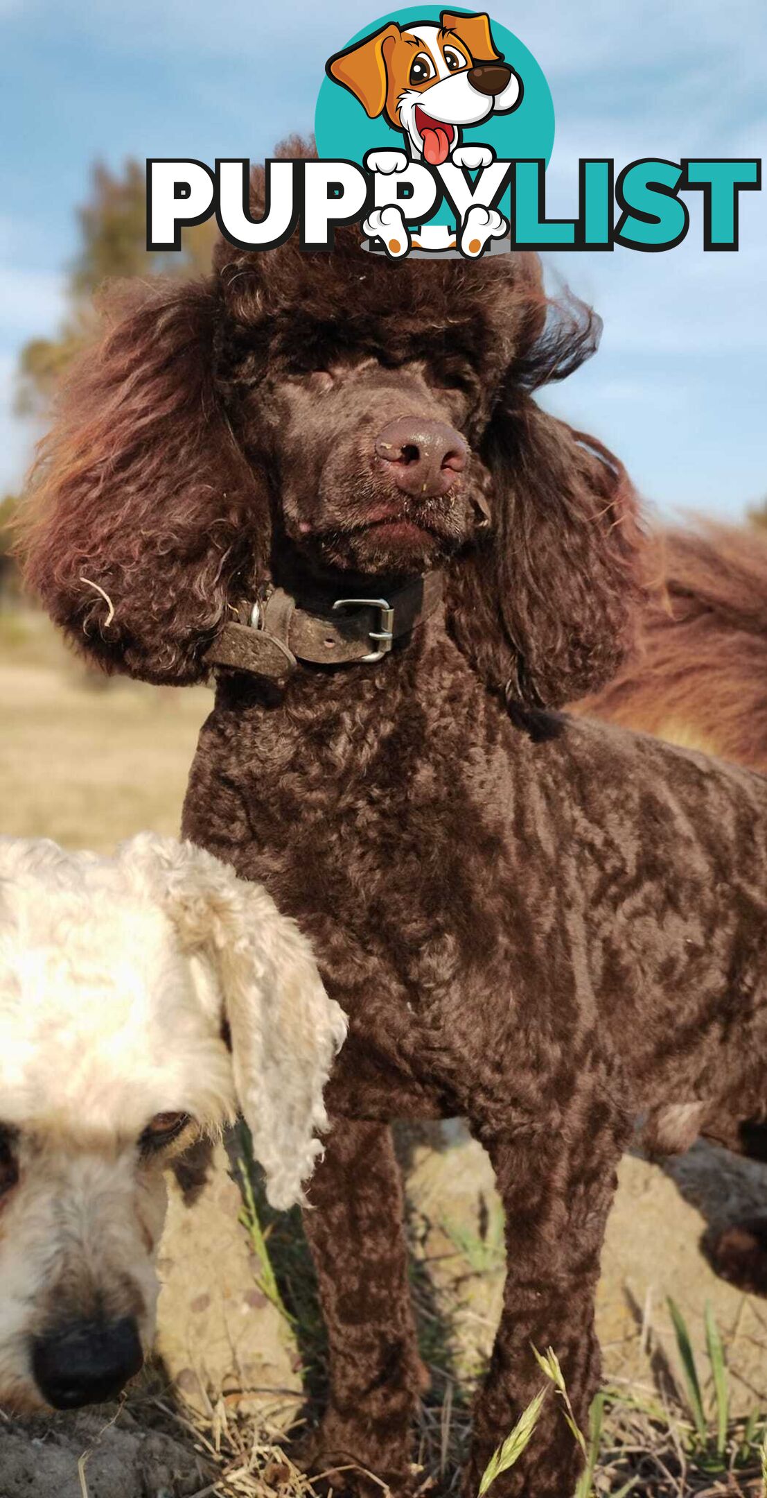 Stunning Cavalier King Charles Spaniel & Poodle PEDIGREE STUD SERVICE