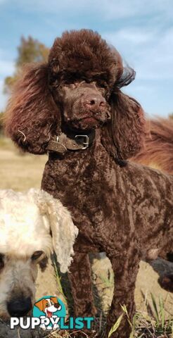 Stunning Cavalier King Charles Spaniel & Poodle PEDIGREE STUD SERVICE