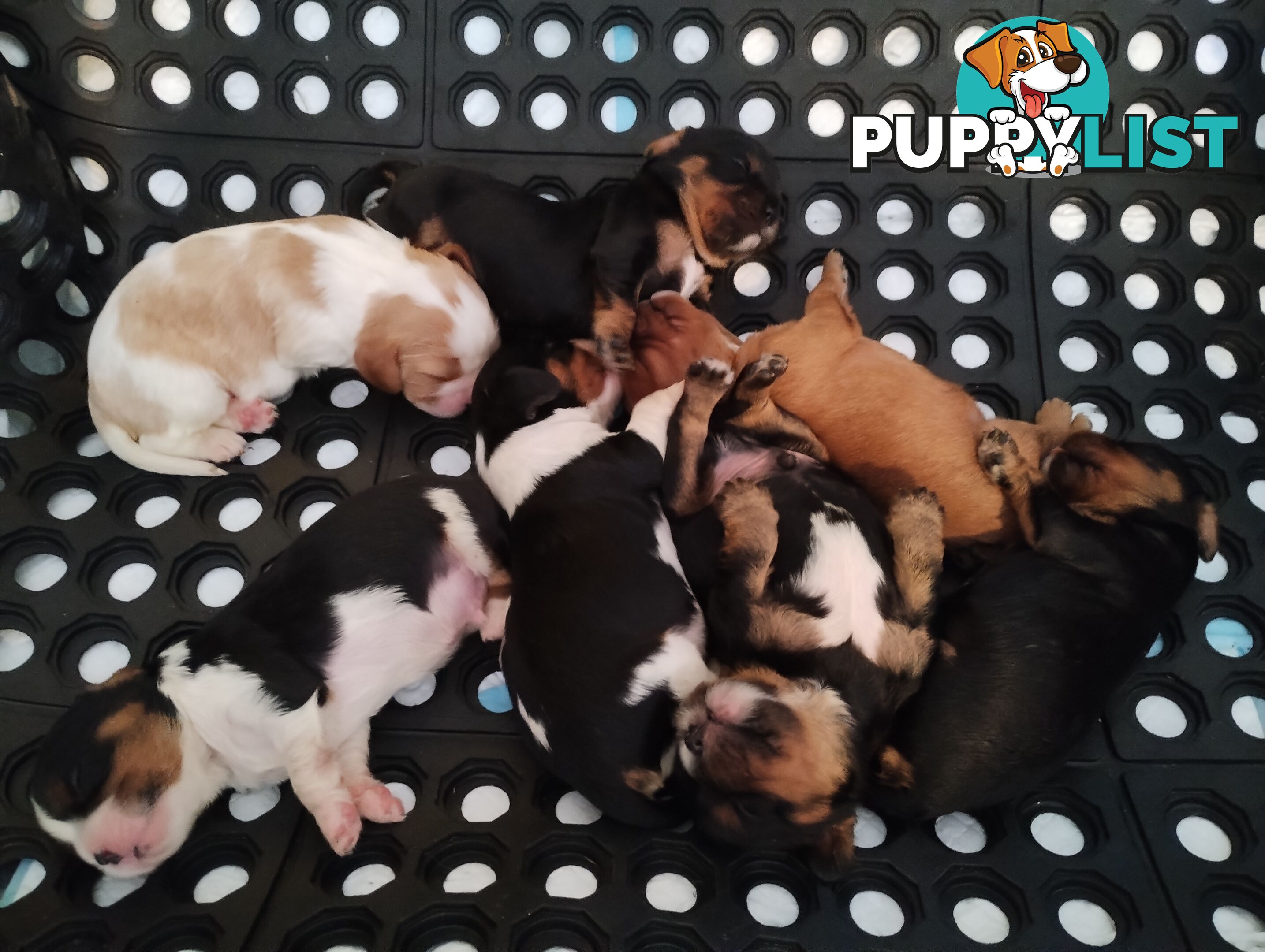 Stunning Cavalier King Charles Spaniel & Poodle PEDIGREE STUD SERVICE