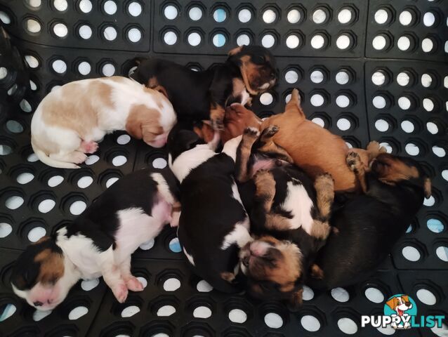 Stunning Cavalier King Charles Spaniel & Poodle PEDIGREE STUD SERVICE